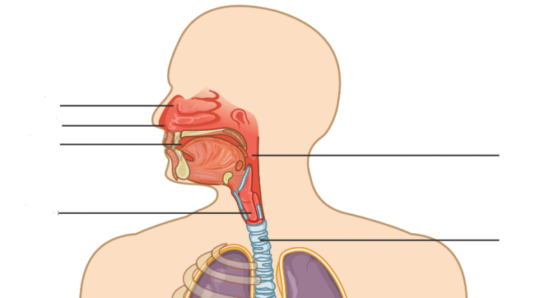 Respiratory System Anatomy