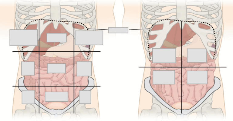 Anatomy and Physiology Abdominal Quadrant Regions