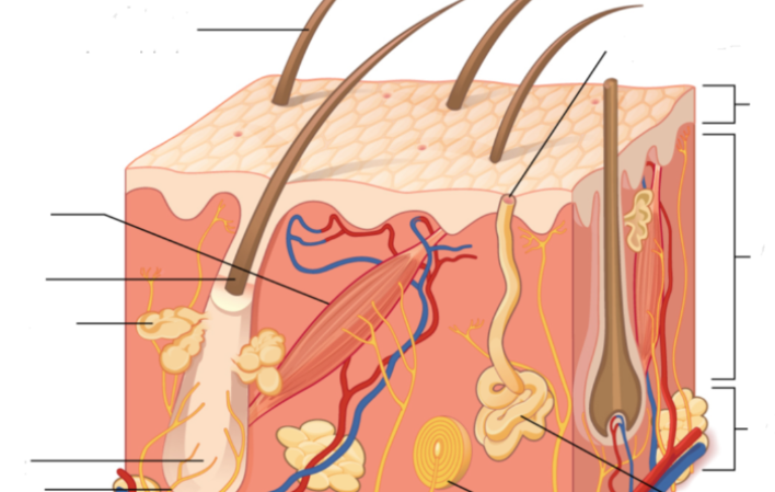 Integumentary System Anatomy of a Skin Cube