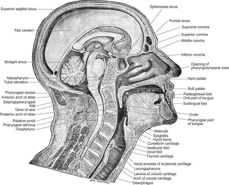Transcription Symbols