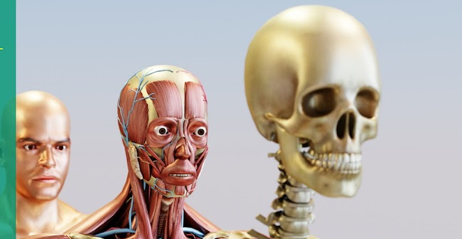 Anatomy and Physiology Reinforcement Activity